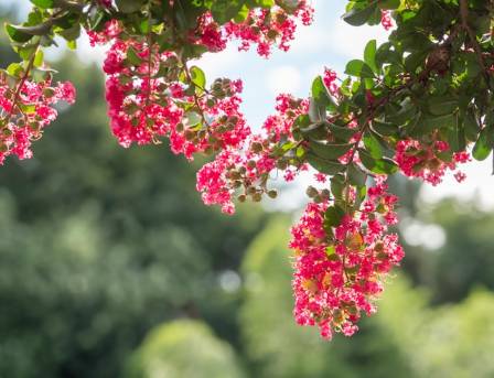 Bloom Alert: Crape-Myrtle
