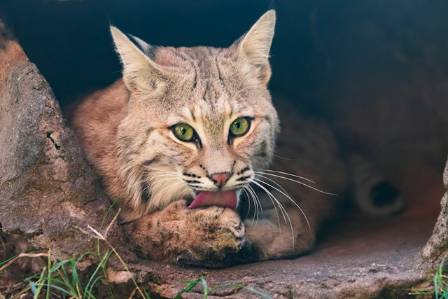Bobcats in the United States: Understanding Their Role in Nature