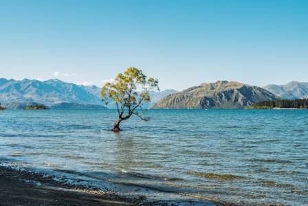 That Wānaka Tree: New Zealand’s Most Famous Tree