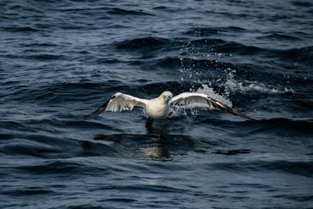 Essential Facts About the Northern Gannet