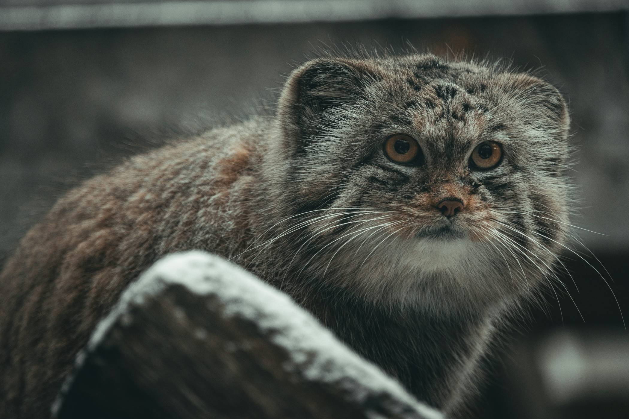 Berlin Zoo Welcomes Four Grumpy Pallas's Cat Kittens