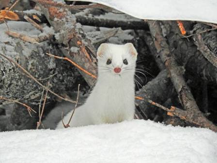 Stoat facts and control tips