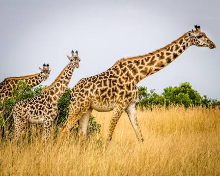 The Most Tall: Meet George, the Tallest Giraffe On Record