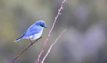 Habitat of the White-bellied Blue Flycatcher