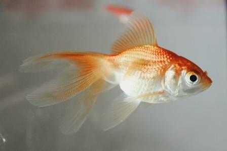 Fun Facts About Fishes!
