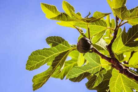 Fiddle Leaf Fig Houseplant