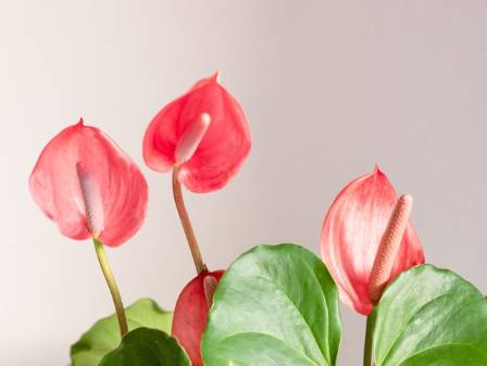 How to Grow & Care for Anthurium