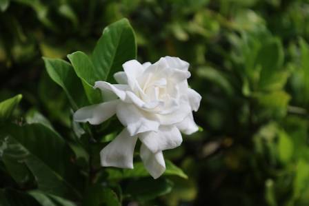 Gardenia Bush Care Guide