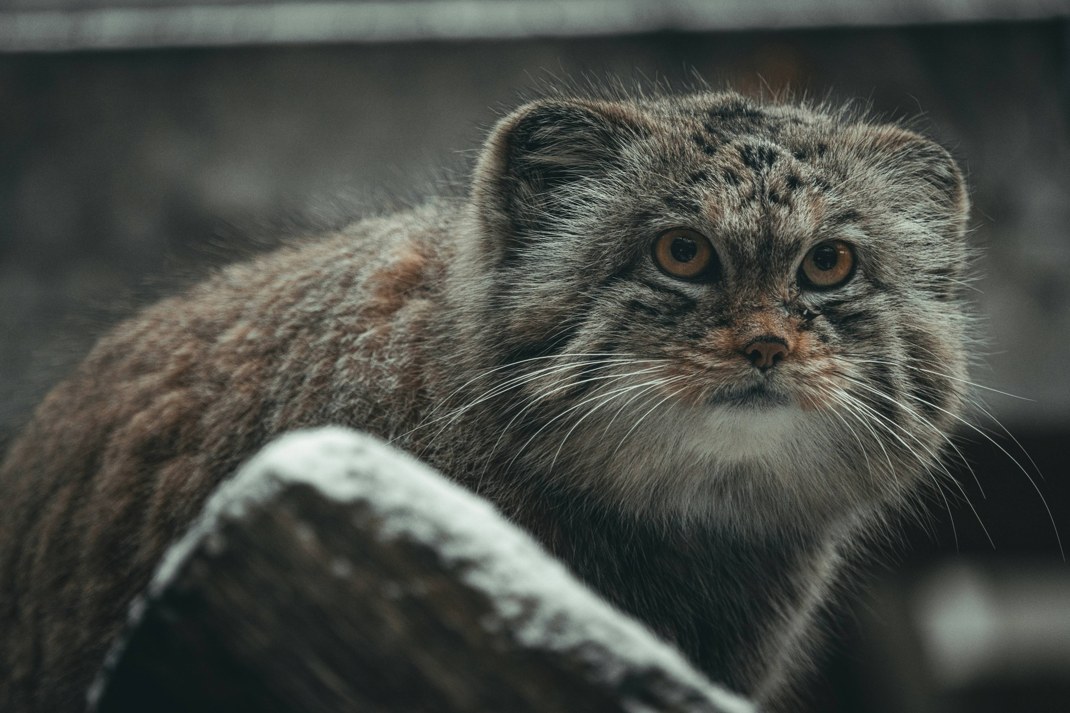 Nahaufnahme einer Katze in der Nähe eines Zauns