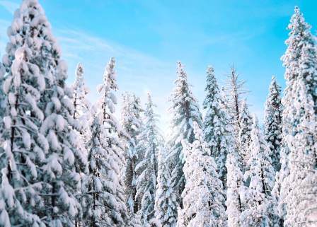 Winter beauty: Explore forests under a coat of white