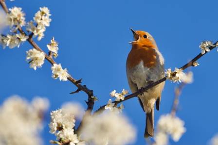 Fascinating Facts About One of America’s Favorite Birds
