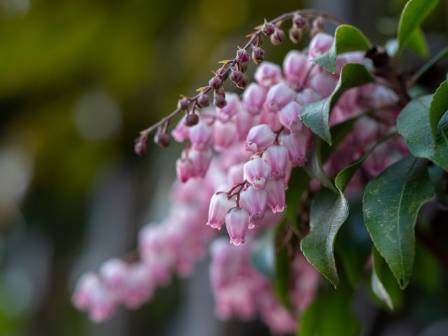 Now Blooming In the Nursery: Andromeda