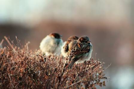 Essential Facts About the Diverse Sparrow Family