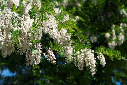 When Do Locust Trees Bloom? And What to Expect