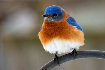 Siberian blue robin facts