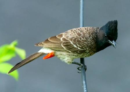The Distinctive Beauty of the Orange-spotted Bulbul