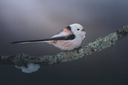 Long-Tailed Tit – The Flying Teaspoon