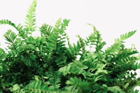 Rabbit Foot Fern Care Guide