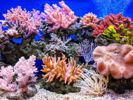 What is a Coral Reef?