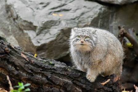 Pallas's cat: One of the world's oldest felines