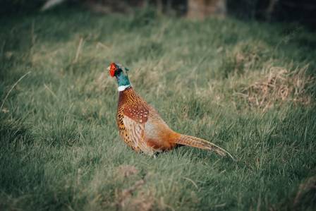 Swinhoe’s Pheasant: Taiwan’s Hidden Blue Treasure