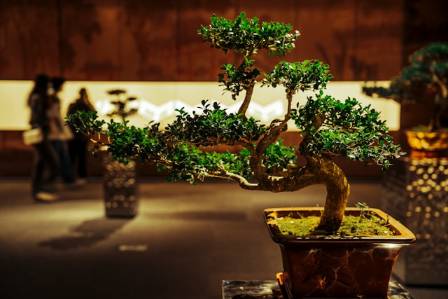Penjing Bonsai: A Timeless Art of Miniature Landscapes