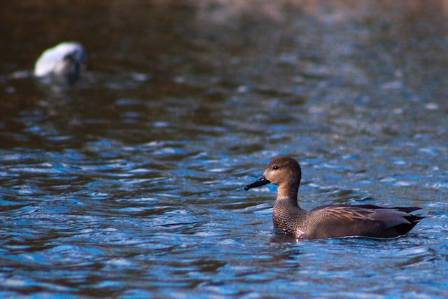 Half a Dozen Intriguing Truths Regarding Waterfowl in the Outer Banks